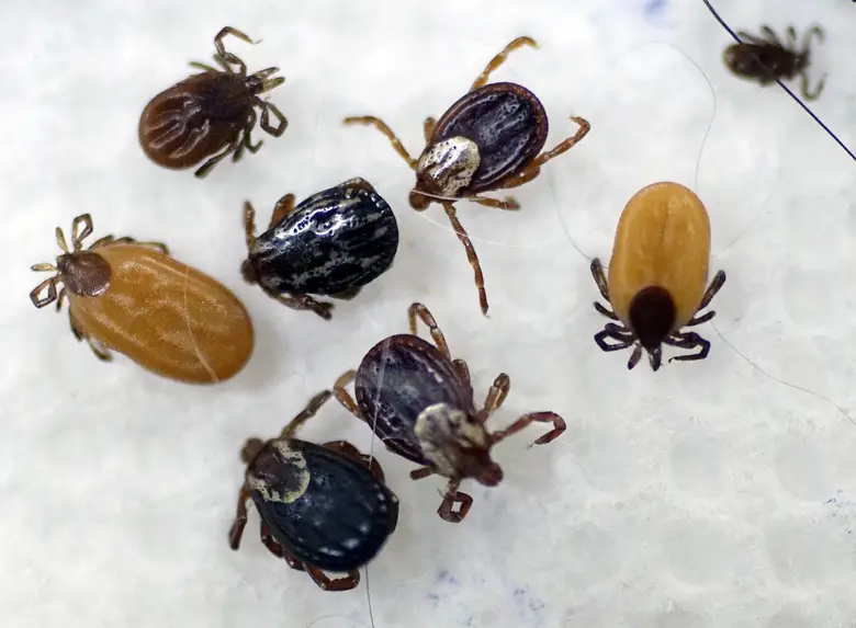 malattia di Lyme - zecca