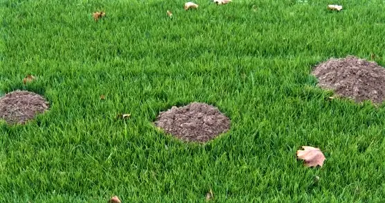 talpe in giardino