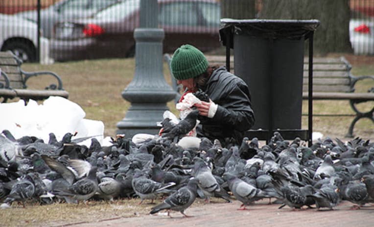 infestazione di piccioni