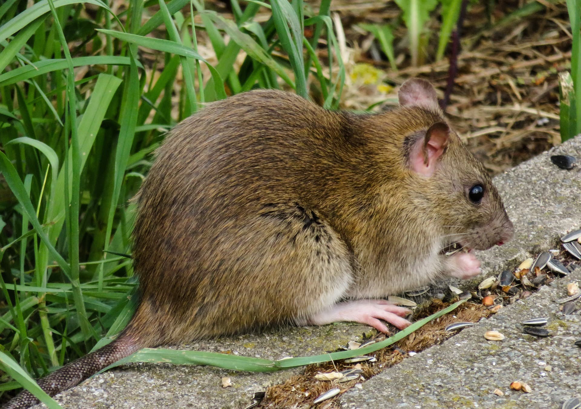 foto ratto in giardino