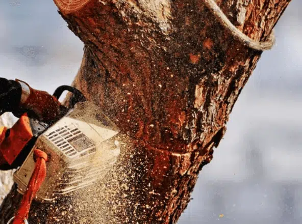 abbattimento albero