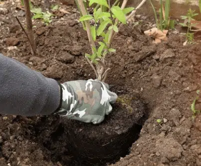 messa a dimora piante