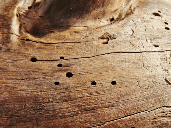 trattamento antitarlo naturale