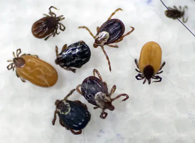 malattia di Lyme - zecca