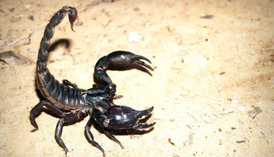 Disinfestazione Scorpioni