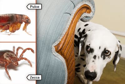 pulci e zecche sul cane