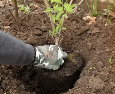 messa a dimora piante