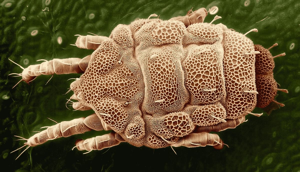Lorryia formosa - Acaro