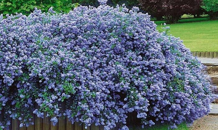 Blueblossom - Impianti