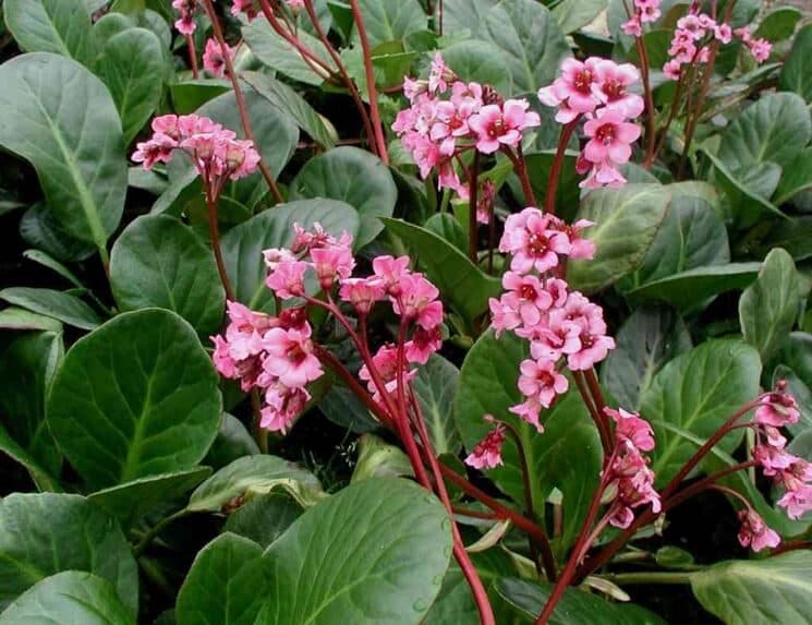Corpo - Pianta perenne