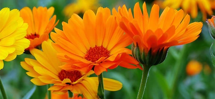 Calendula - Fiore