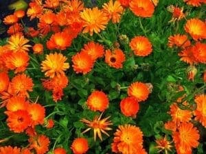 Calendula - Famiglia margherita