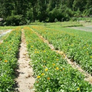 Foto coltivazione calendula