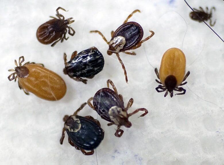 malattia di Lyme - zecca