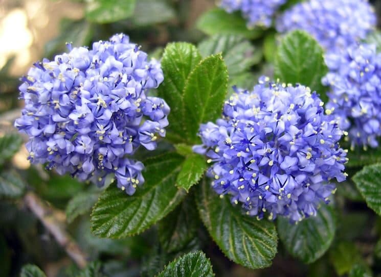 Blueblossom - Impianti