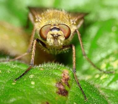 Insetti Mosche