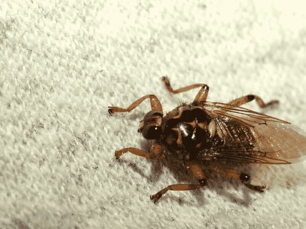 Mosca Cavallina