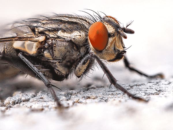 Mosca-Domestica