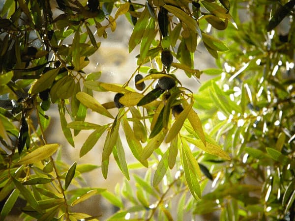 Mosca dell'Olivo