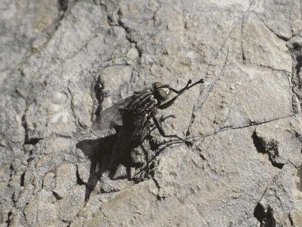 Mosca della Carne