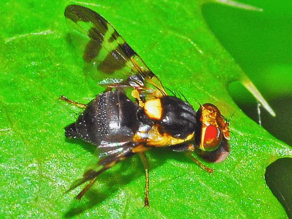 Mosca delle Ciliegie