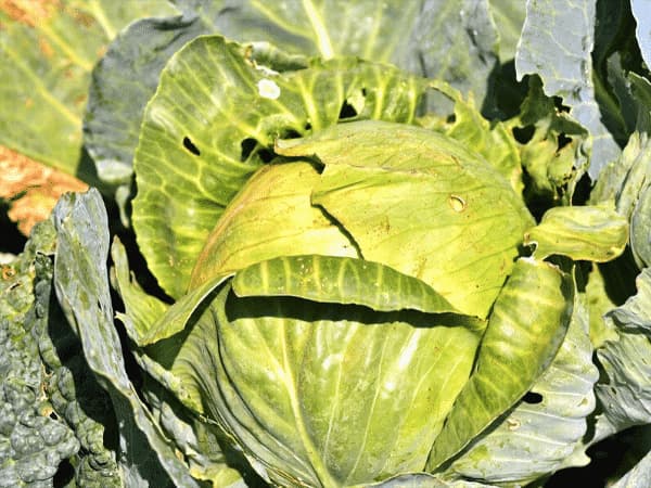 Mosca delle Radici del Cavolo