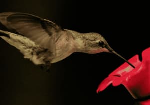 colibrì significato