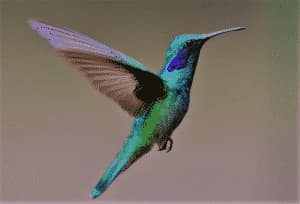 colibrì wikipedia