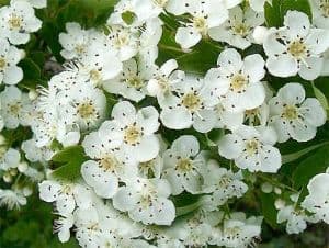 Foto di fiore Crataegus