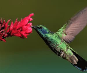 i colibrì