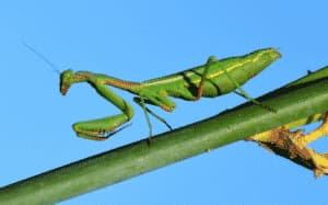 mantide religiosa foto