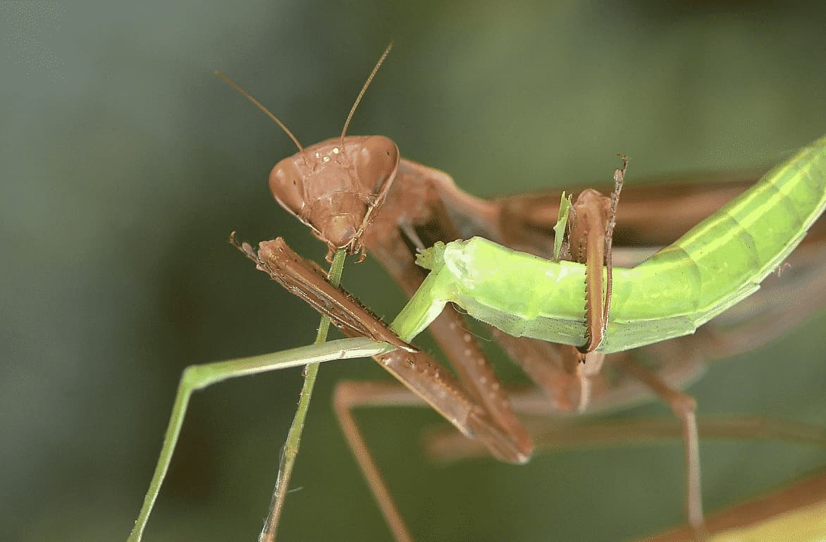 mantide religiosa significato