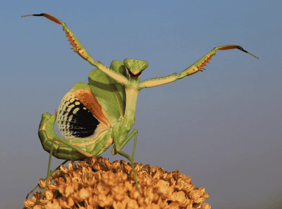 mantide religiosa