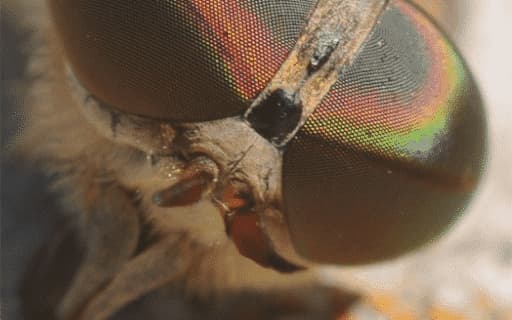 mosca-cavallina