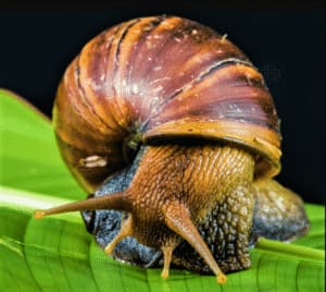 lumache