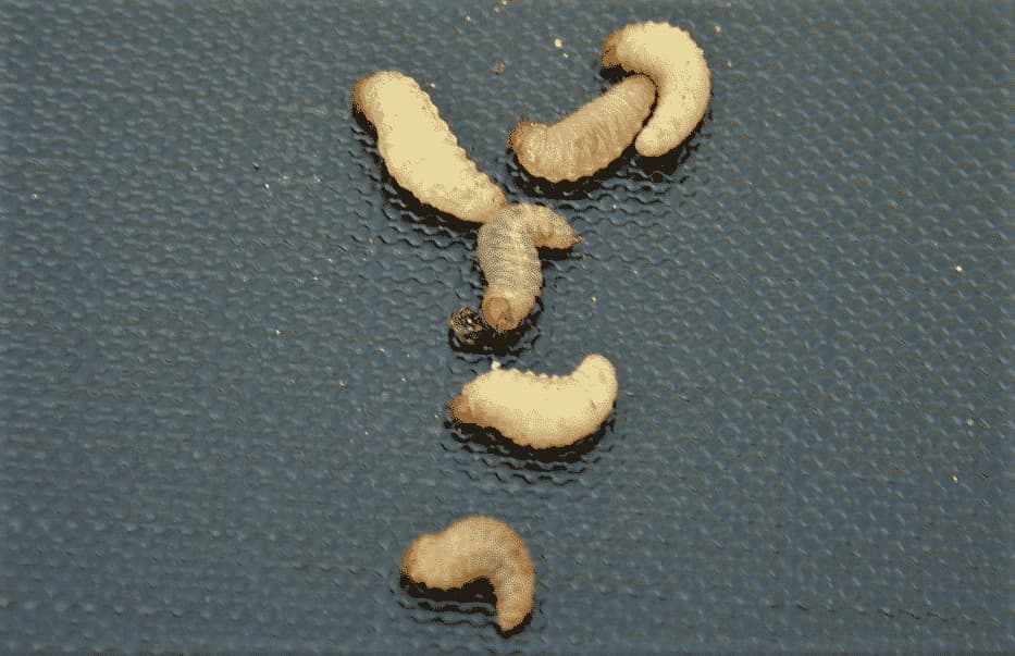 oziorrinco larve