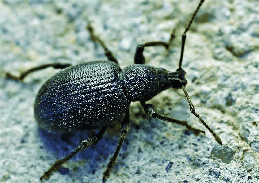 oziorrinco rimedi