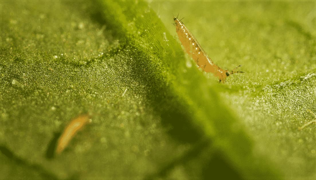 tripidi