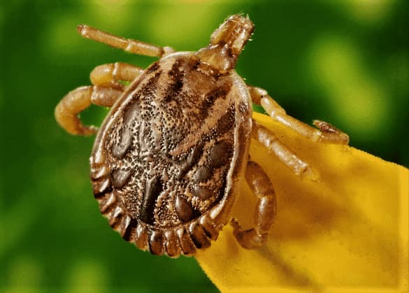 Argas reffexus