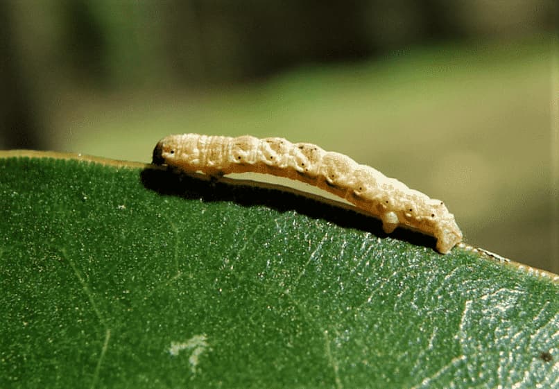 Bruco Geometra (Lepidottere Geometridi)