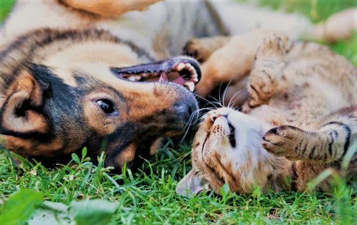 Cani e Gatti