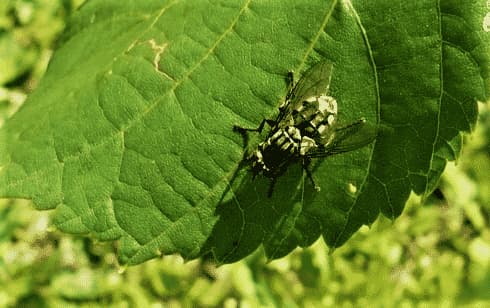 Ippoboscidi