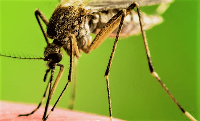 Zanzara tigre disinfestazione