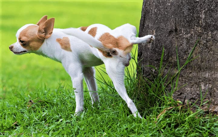bisogni cani