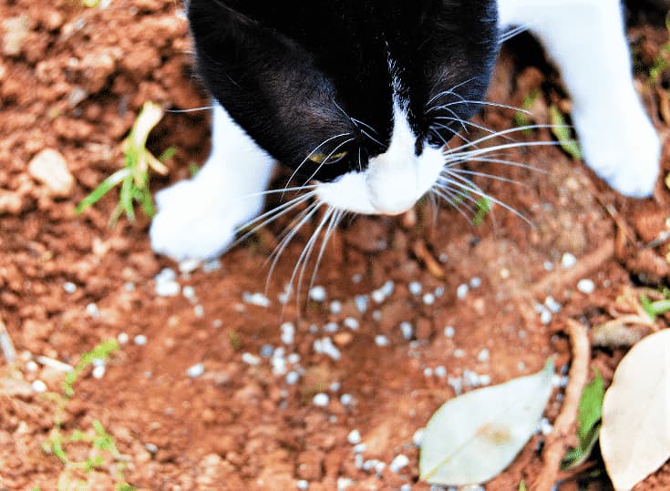 bisogni gatti