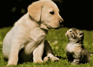 cane gatto