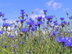 Immagine di un campo di fiordaliso 