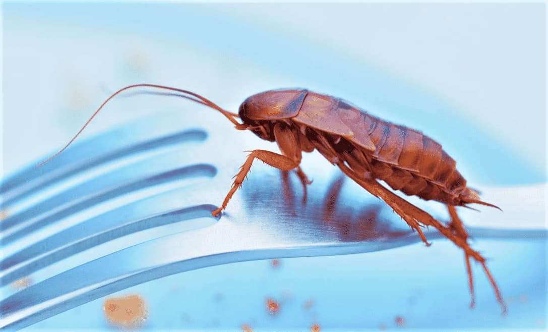 maledetti scarafaggi