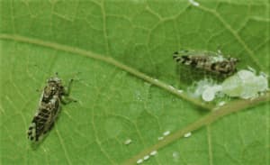 psille cocciniglie e aleurodidi