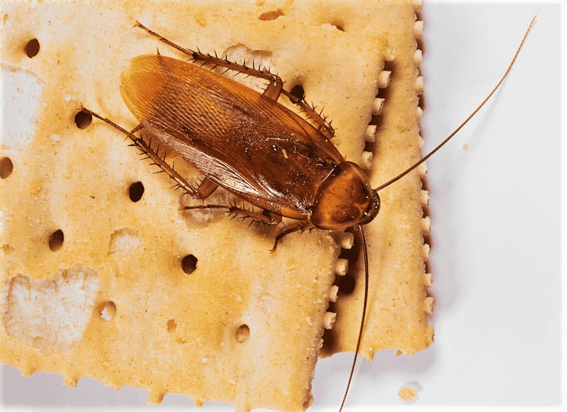 trappole scarafaggi